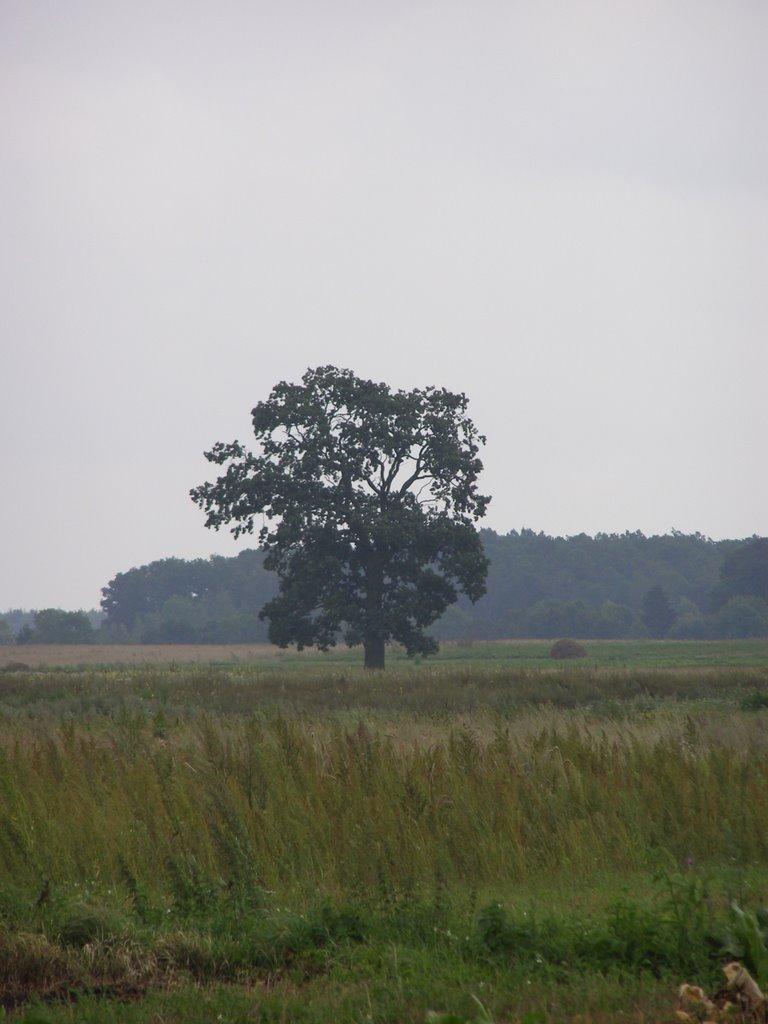 Хопнів з panoramio.com - Хопнів