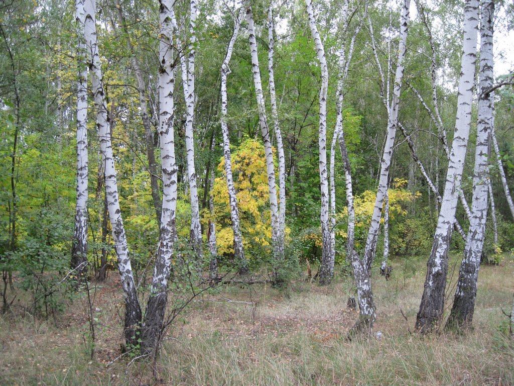 Дробишеве з panoramio.com - Дробышево