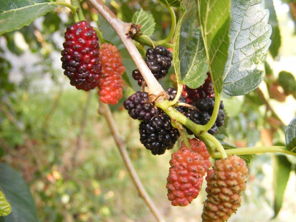 Юрки з panoramio.com - Юрки