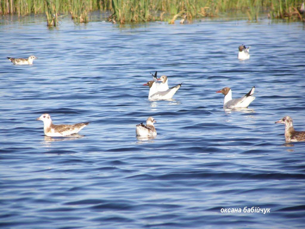 Тур з panoramio.com - Тур