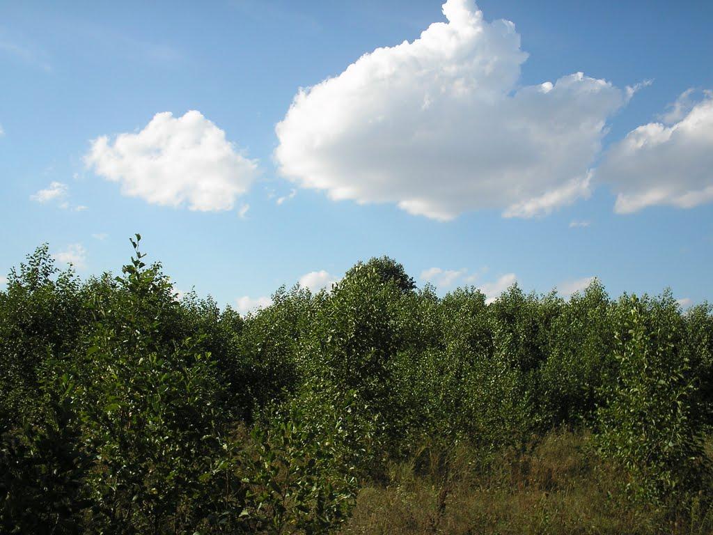 Михайло-Коцюбинське з panoramio.com - Михайло-Коцюбинське