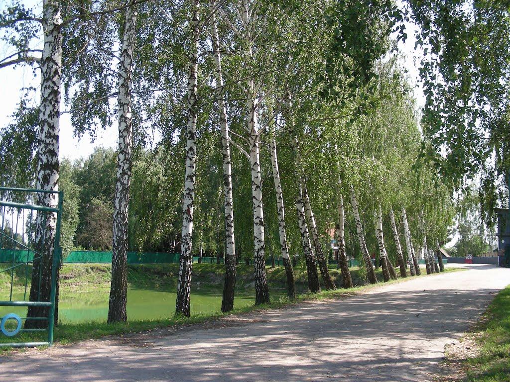 Вертіївка з panoramio.com - Вертіївка