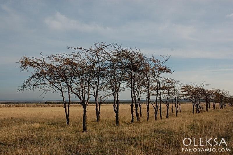 Берегове з panoramio.com - Берегово