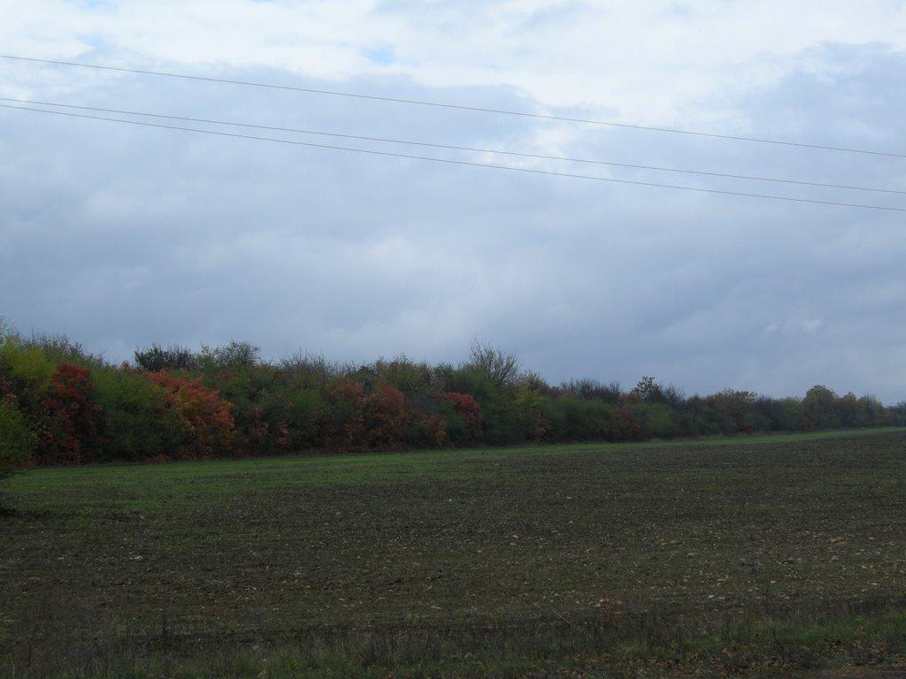 Бузинове з panoramio.com - Бузинове