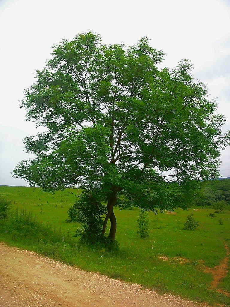 Краснолісся з panoramio.com - Краснолесье