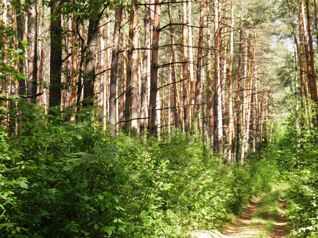 Маневичі з panoramio.com - Маневичи
