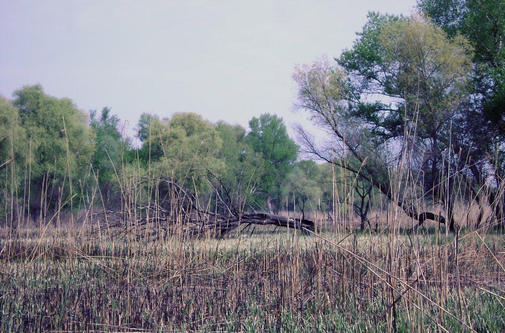 Кушугум з panoramio.com - Кушугум