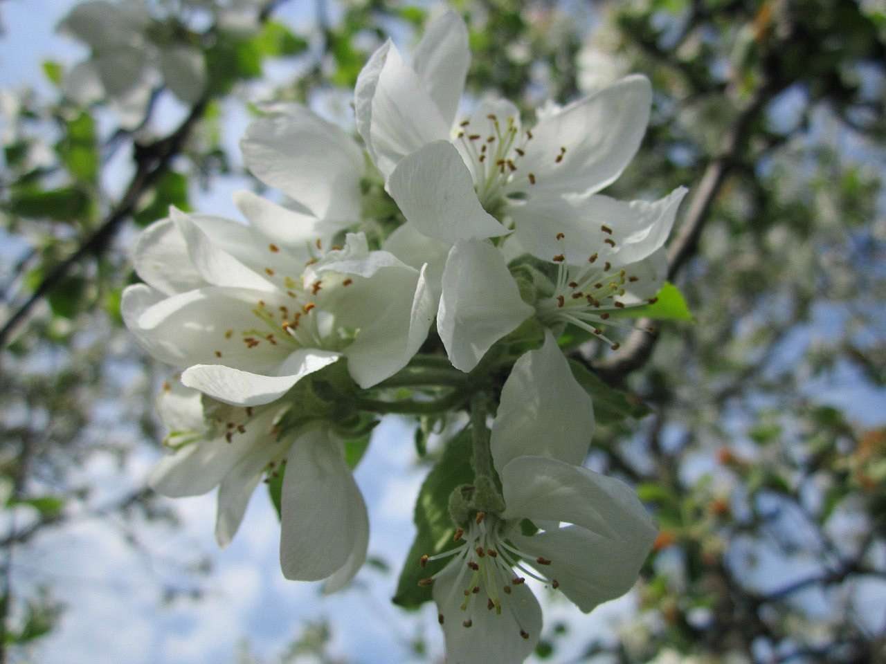 село Люта - Люта