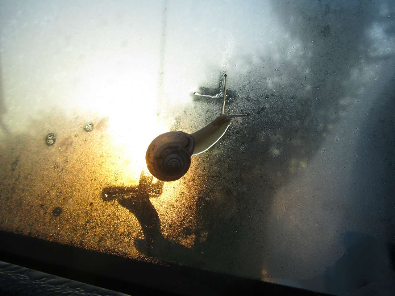 Любарські світанки - Любар