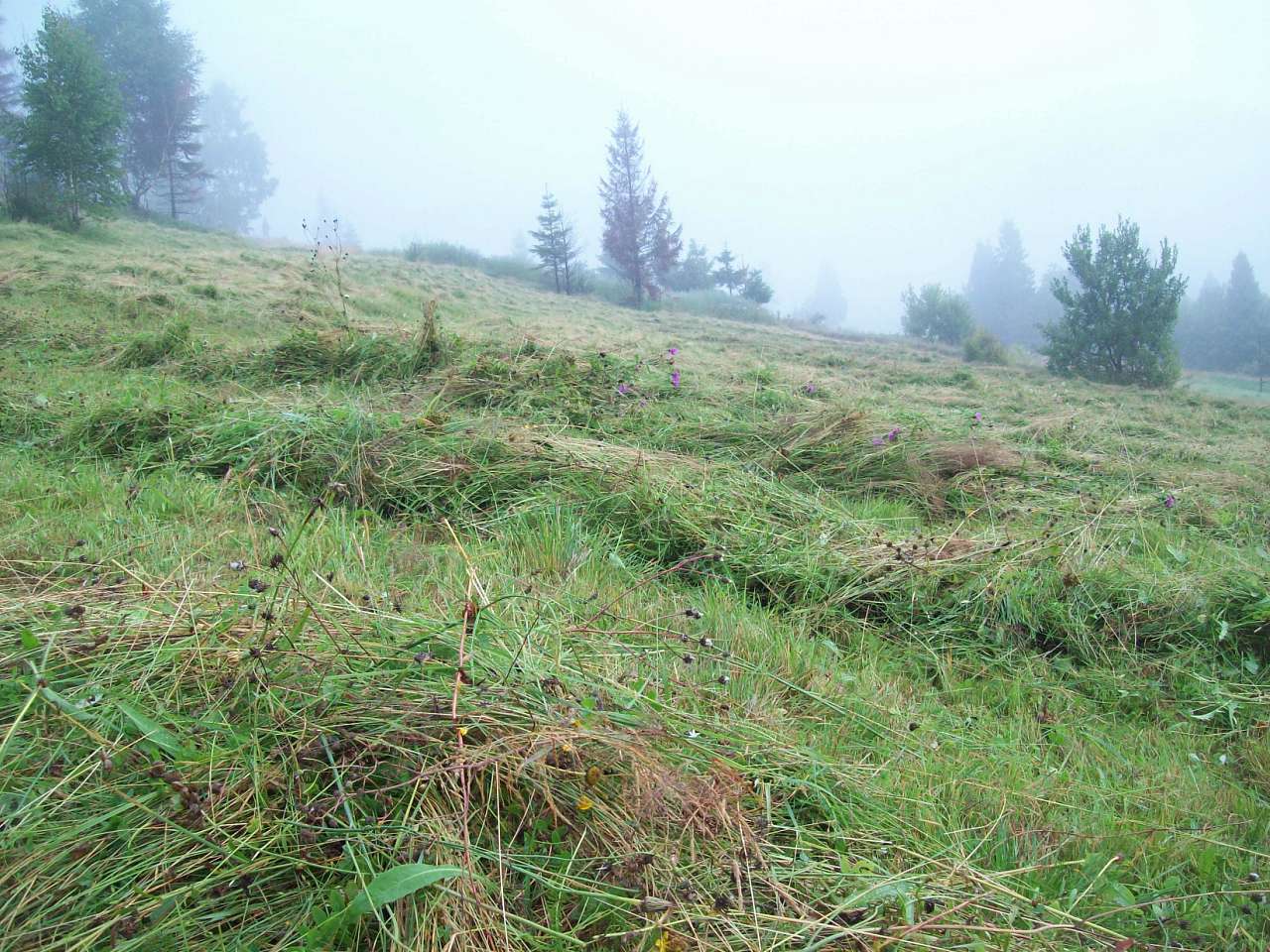 Карпатське - Карпатське