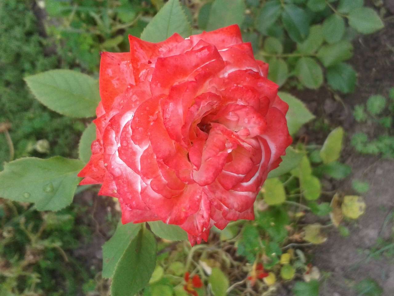 Мій дивний сад. На шляху створення - Великая Бугаевка