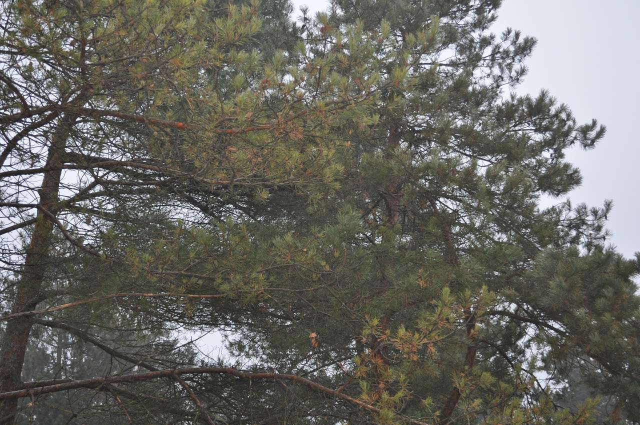 тероборона навчання - Степанівка