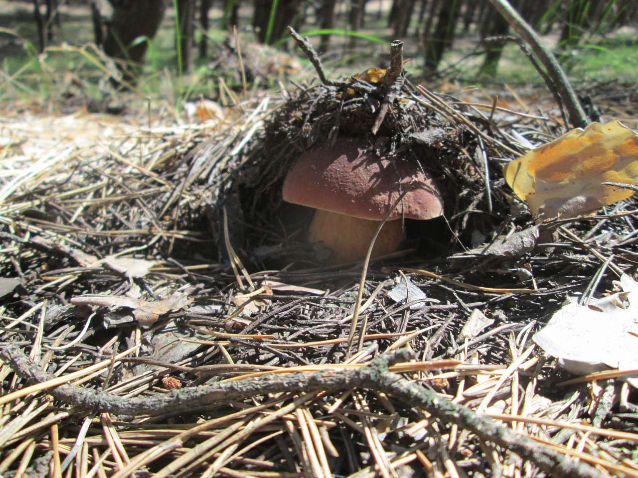 земляки - Новоахтырка