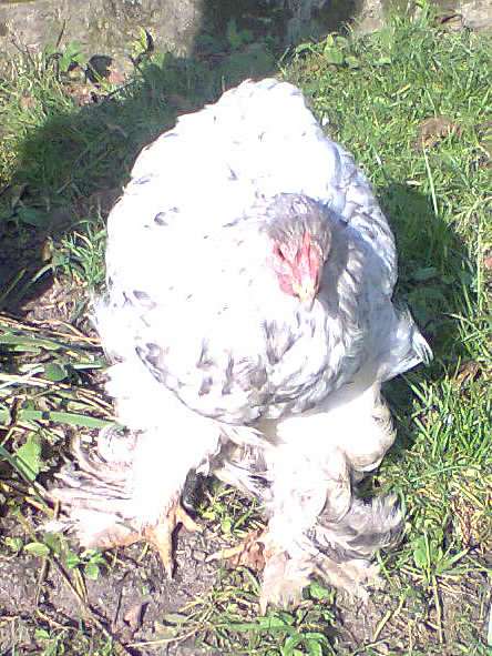 Тулиголови - Тулиголове