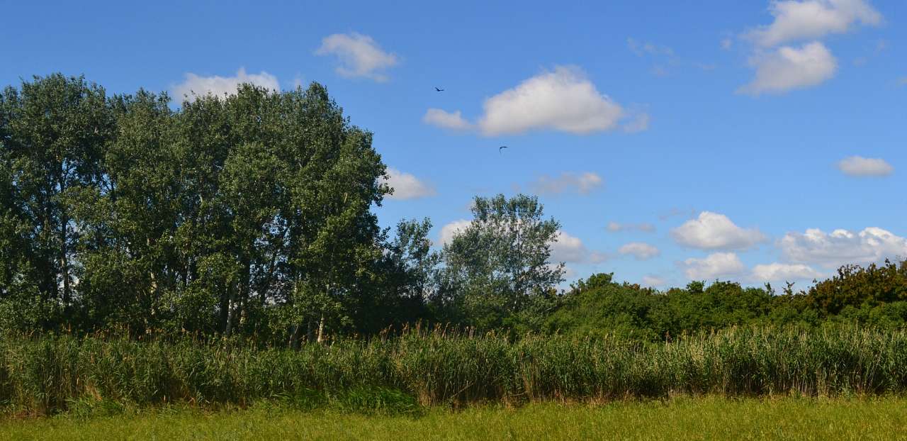 Степ - Писаревка