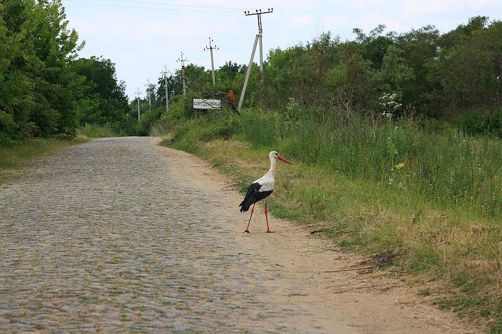 Соколинці та околиці - Соколинці