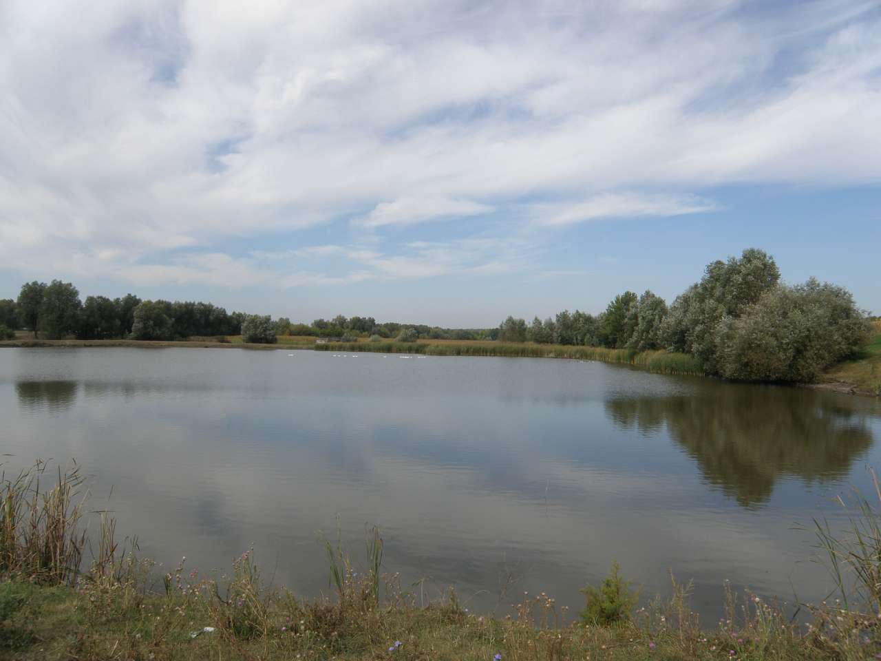 Тростянчик - Тростянчик