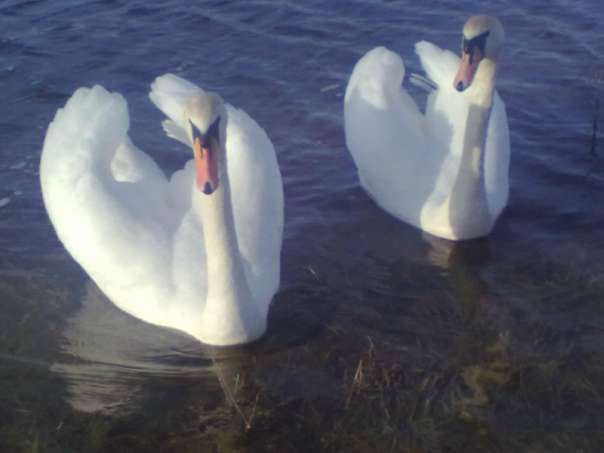 Природа - Вертокиевка