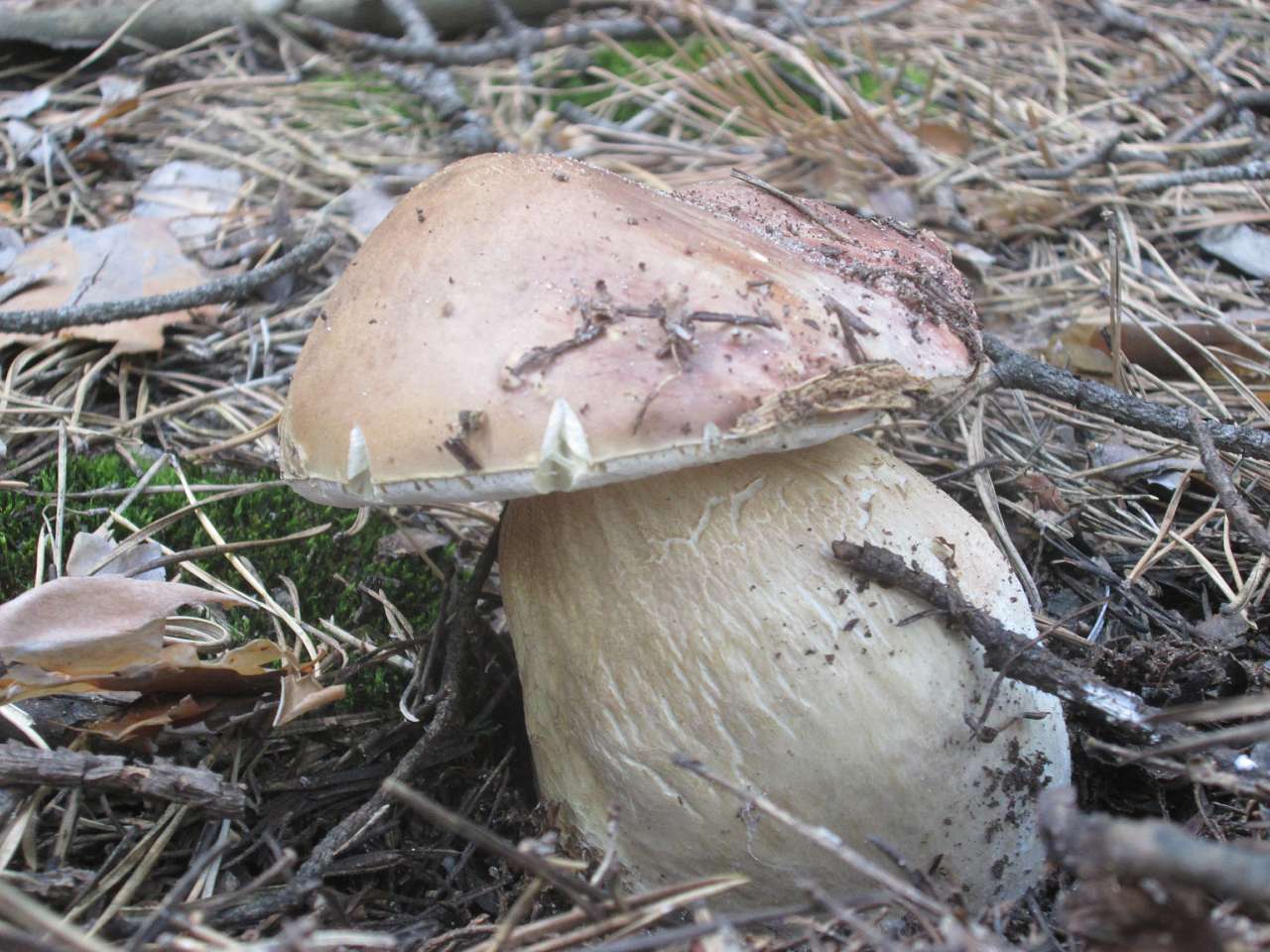 земляки - Новоахтырка