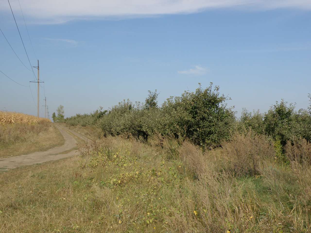 Тростянчик - Тростянчик