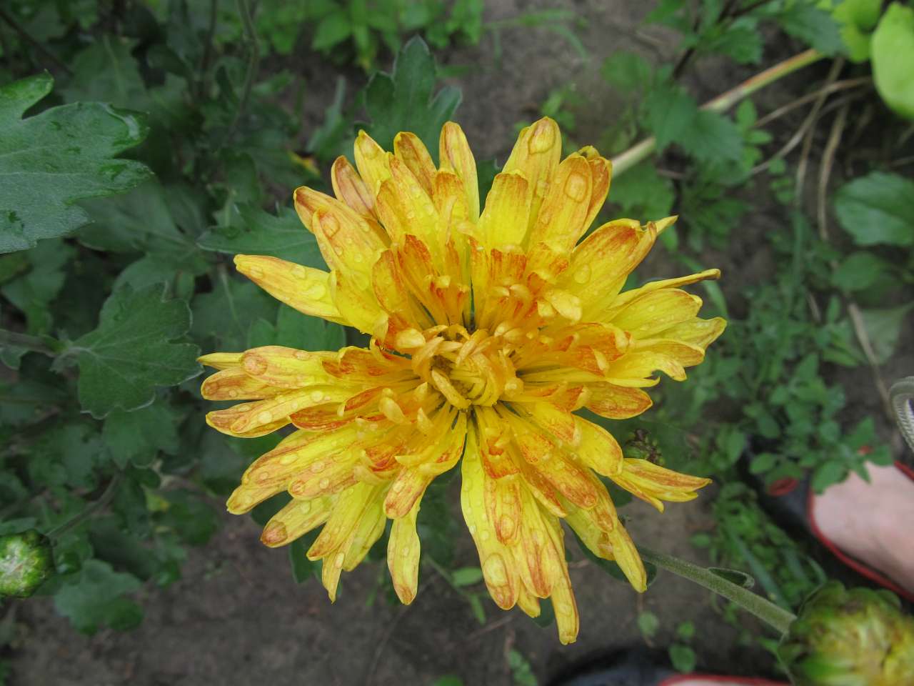 Мій дивний сад. На шляху створення - Велика Бугаївка