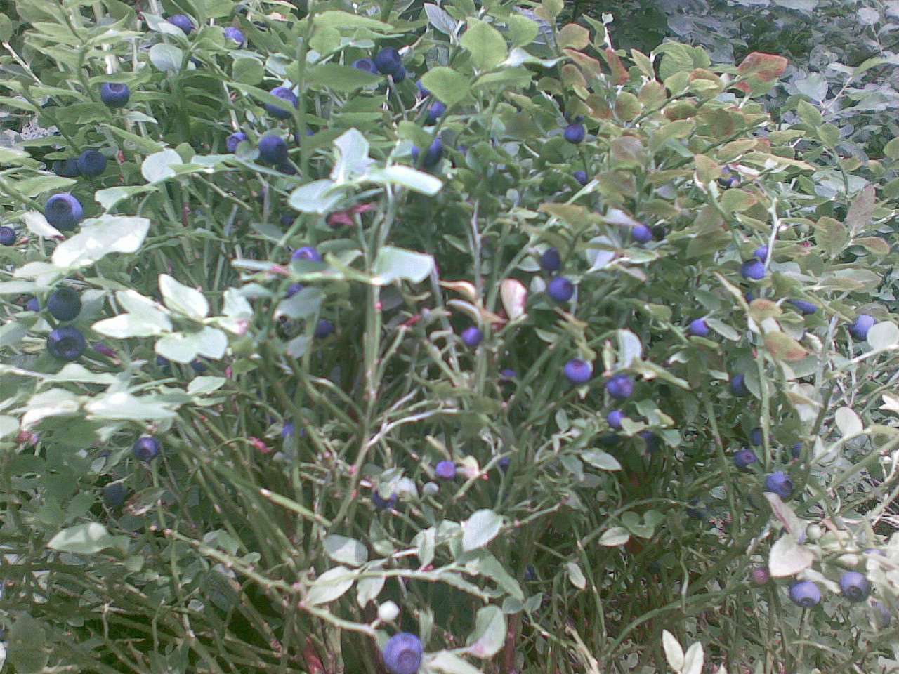 село Люта - Люта