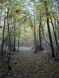 Хрипськ з panoramio.com