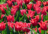 Цвіточне з panoramio.com