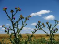 Сарата з panoramio.com