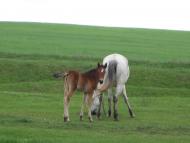 Черепашинці з panoramio.com