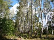 Хвильово-Сорочин з panoramio.com