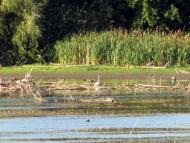 Гриціївка з panoramio.com