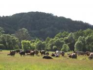 Курган з panoramio.com