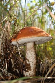 Букине з panoramio.com