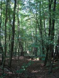 Хрипськ з panoramio.com