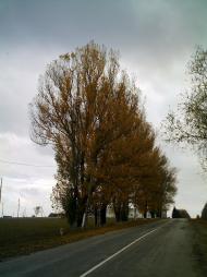 Базалія - Останні фото