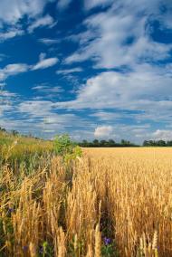 Рокитне з panoramio.com