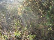 Пришиб з panoramio.com