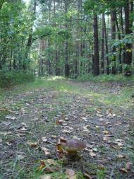 Хрипськ з panoramio.com