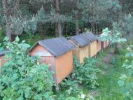 Снятинка з panoramio.com