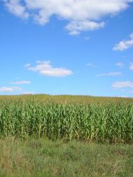 Стуфчинці з panoramio.com