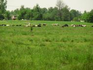 Тайки з panoramio.com