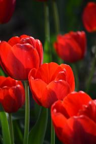 Дрозди - Останні фото