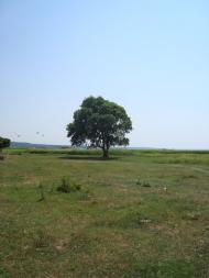 Циблі з panoramio.com