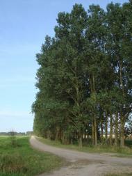 Хрипськ з panoramio.com