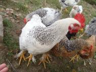 Біла Криниця з panoramio.com