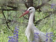 Михальчина-Слобода з panoramio.com