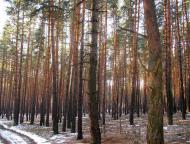 Букине з panoramio.com