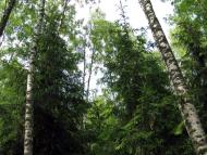 Михальчина-Слобода з panoramio.com