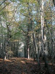 Хрипськ з panoramio.com